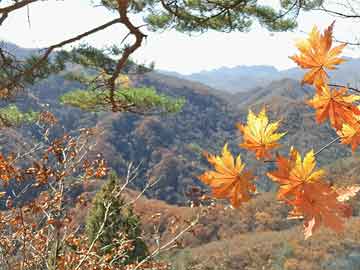 自己踢回来❗️格林伍德身价涨至3500万欧，巅峰5000万欧一度清零