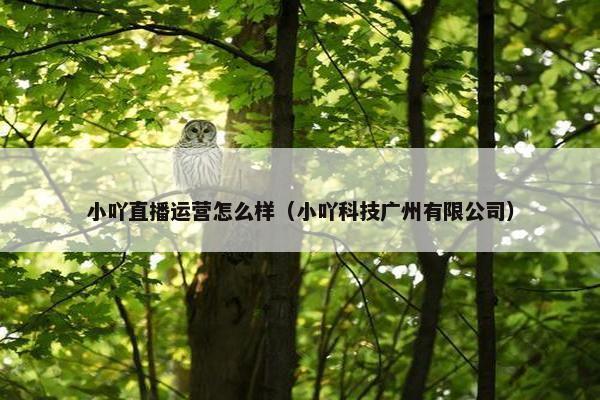 小吖直播运营怎么样（小吖科技广州有限公司）