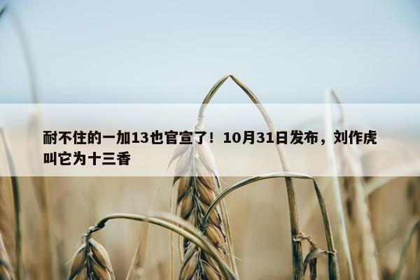 耐不住的一加13也官宣了！10月31日发布，刘作虎叫它为十三香